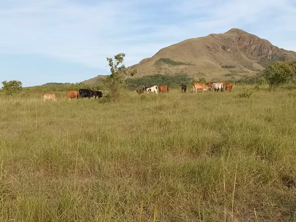 Farm for sale in Toza de Natá, Coclé, 100 hectares