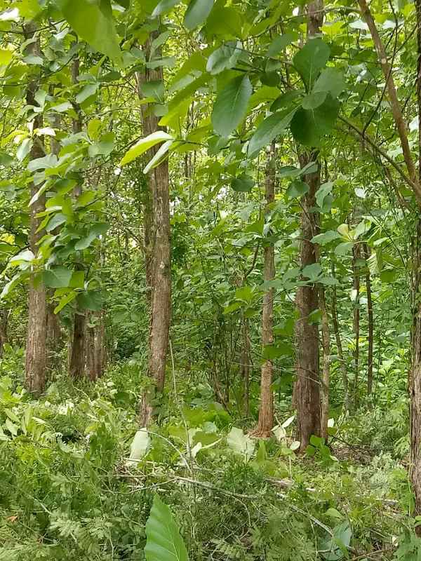 SALE OF LAND 25 REFORESTED HECTAREAS PEDASI