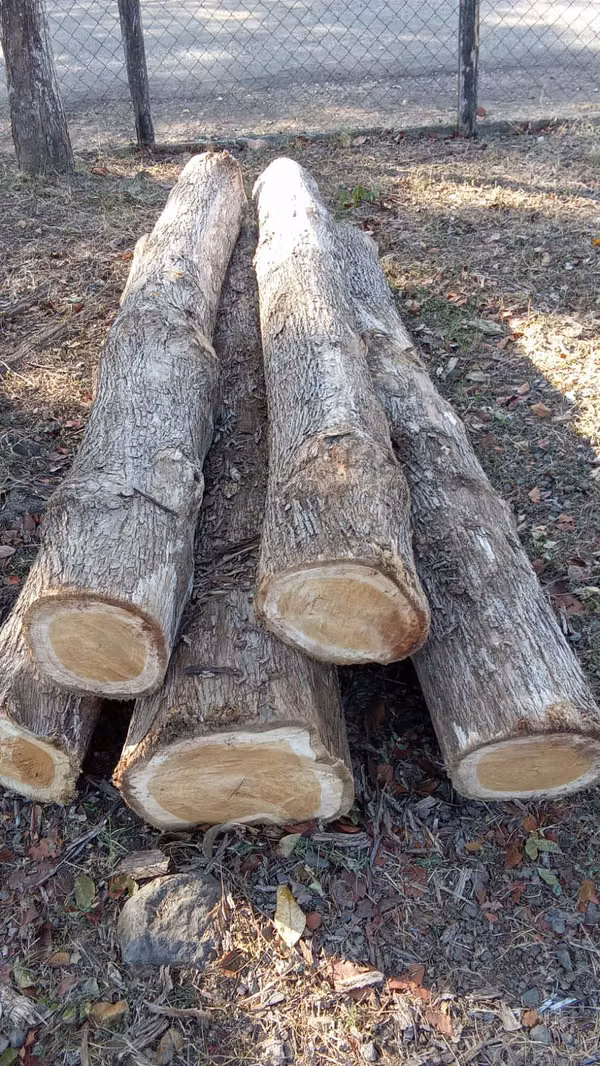 SALE OF LAND 25 REFORESTED HECTAREAS PEDASI