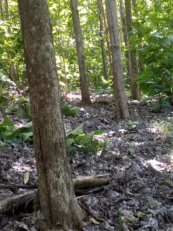 VENTA DE TERRENO 25 HECTAREAS REFORESTADAS PEDASI