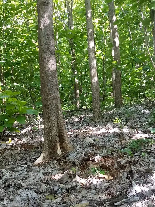 SALE OF LAND 25 REFORESTED HECTAREAS PEDASI