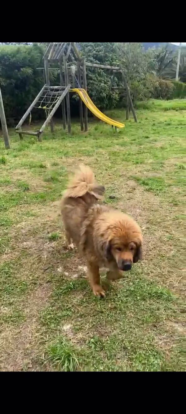 Mastín tibetano