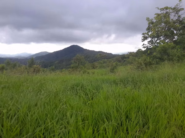 SE VENDE FINCA GANADERA EN ALTOS DE CATECITO, VIA PIXBAE  (SONÁ).