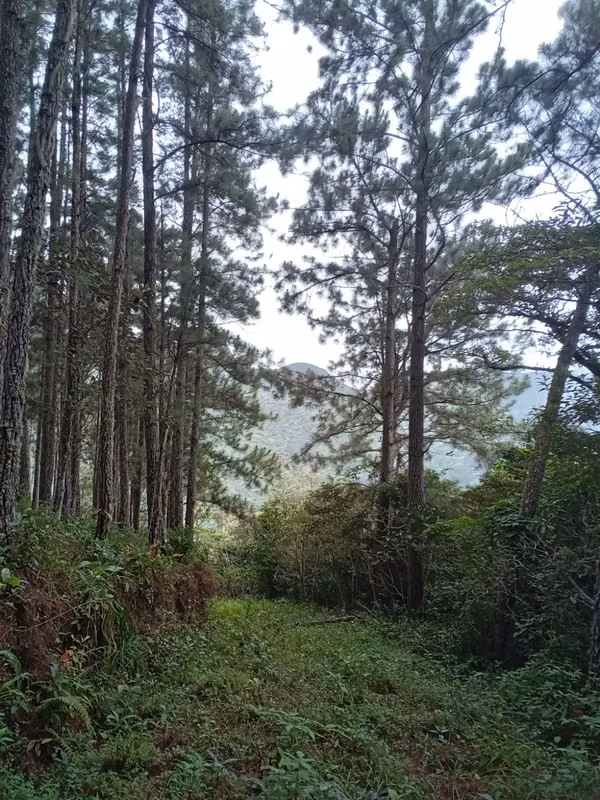 22-Hectare Lot for Sale in Altos del María, Panama