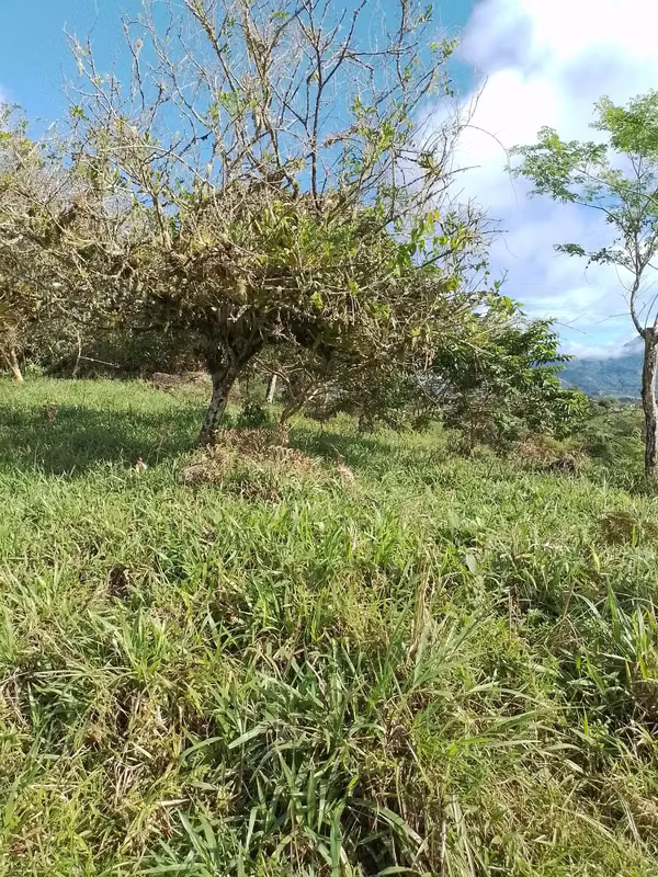 Farm for sale in Volcán