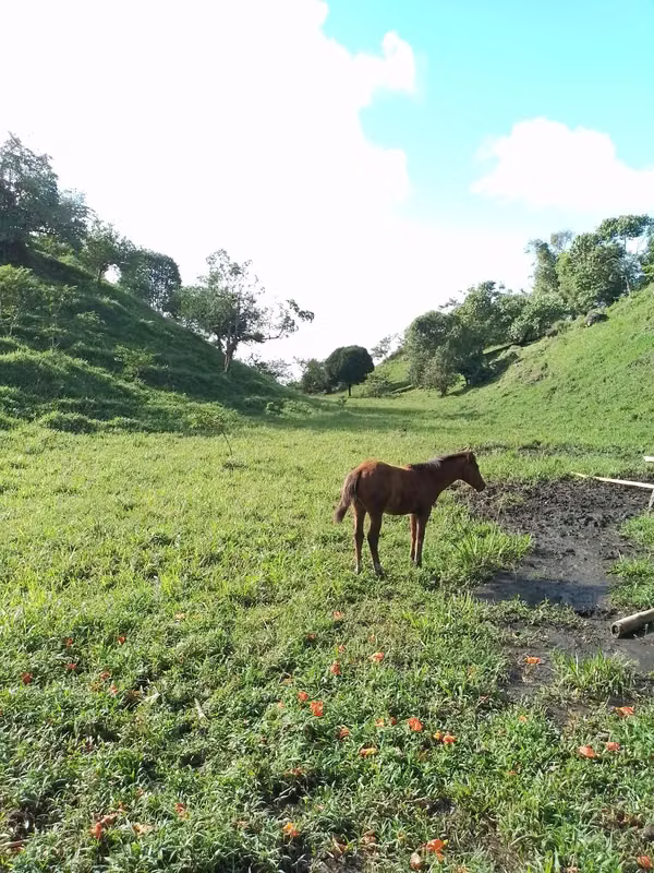 Farm for sale in Volcán
