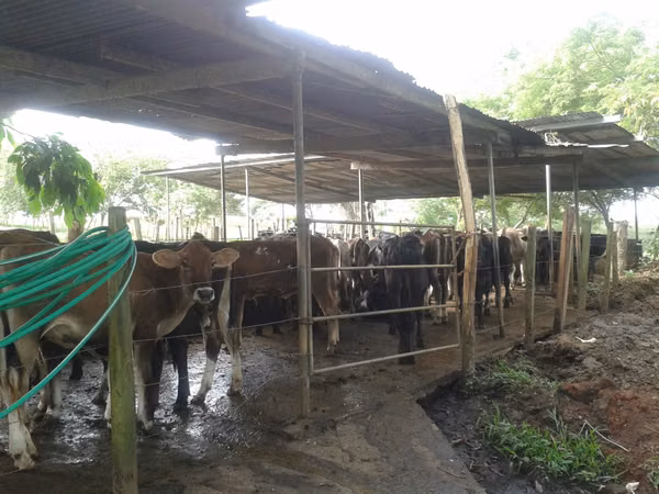 Great Deal: 700-Hectare Cattle Farm for Sale