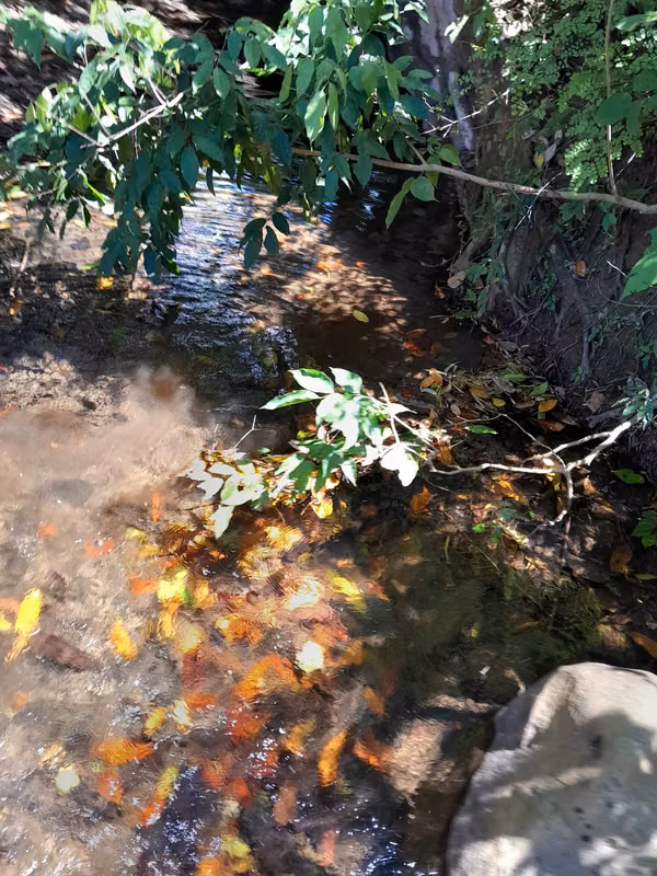 SE VENDE FINCA GANADERA EN TONOSÍ