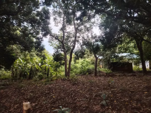 For Sale: Excellent Land in Pese - Main Road