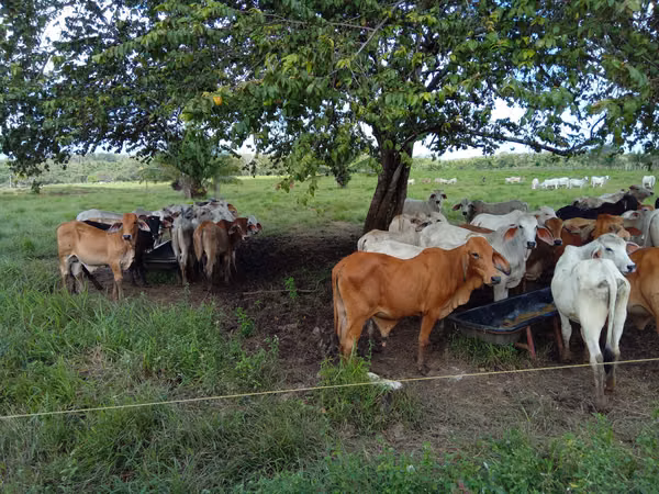 FINCA AGROCOMERCIO EN VENTA DARIÉN