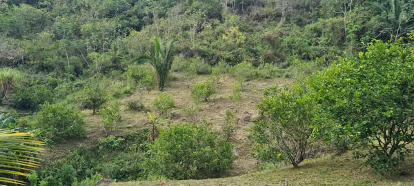 Farm for sale with 2 houses, 3 chicken sheds, fruit  and lemons