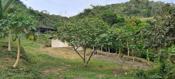 Farm for sale with 2 houses, 3 chicken sheds, fruit  and lemons