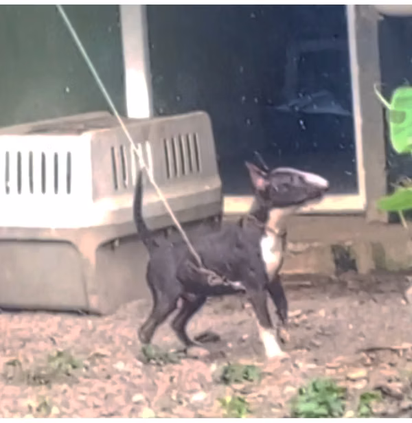 Bull Terrier