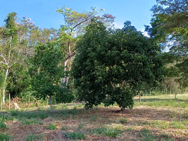 Land for Sale in Las Uvas, San Carlos, West Panama