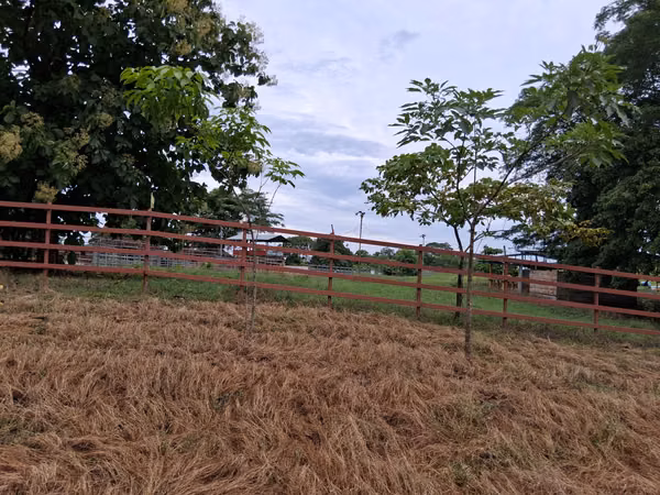 SE VENDE FINCA AGROPECUARIA OJO DE AGUA, TONOSÍ (LOS SANTOS).