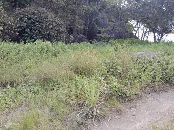 SE VENDE TERRENO A ORIILAS DE LA PLAYA (PIEDRA CARETA)