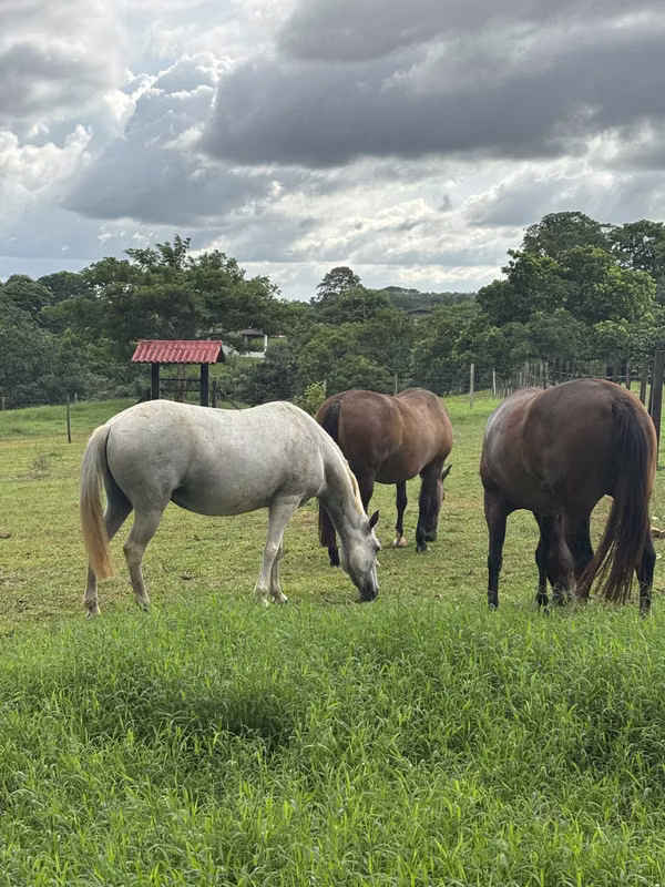 FOR SALE 29,000M2 LAND READY TO BE USE IN LA CHORRERA