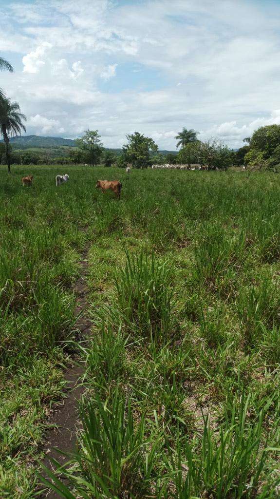 Se vende espectacular finca Chiriquí 10,000 por hectárea