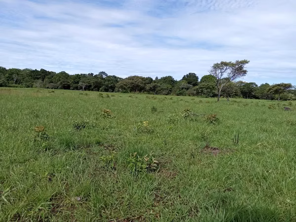 Finca productiva  de 15 hectáreas en Chiriquí