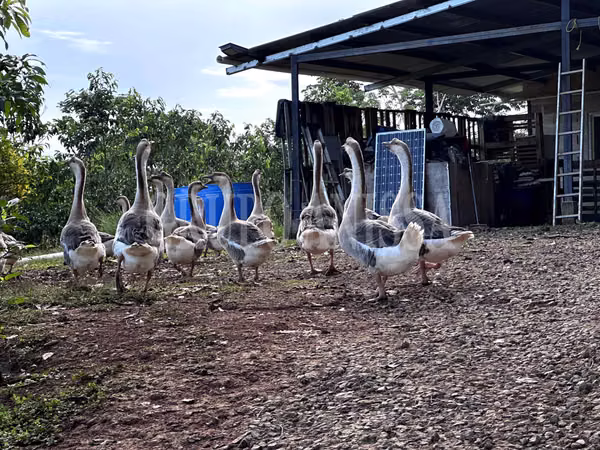 GANGA! Selling Extensive Finca in Capira - 13.3 Hectats