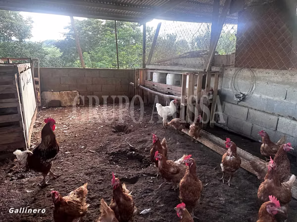 GANGA! Selling Extensive Finca in Capira - 13.3 Hectats