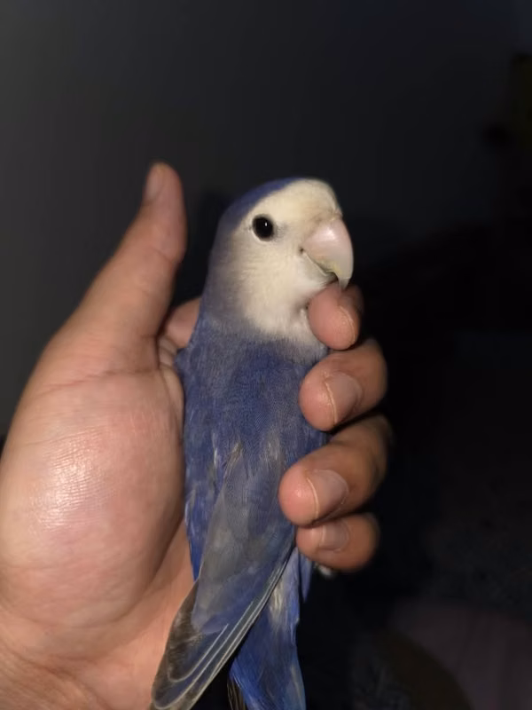Agapornis violeta con jaula
