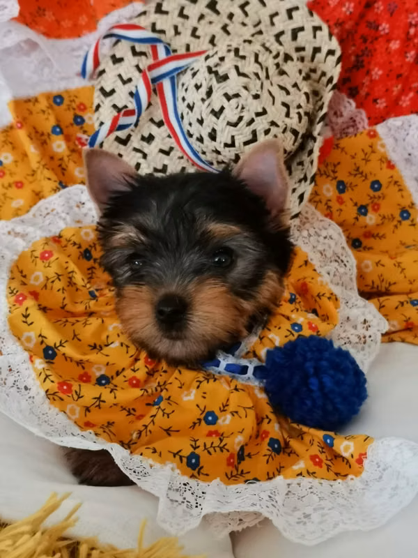 PRECIOSA YORKIE HEMBRA ]