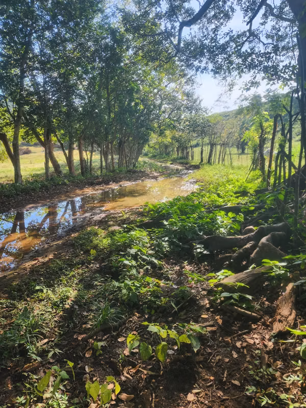 VENDO FINCA EN LOS RINCONES, CORREGIMIENTO DEL CRISTO EN AGUADULCE