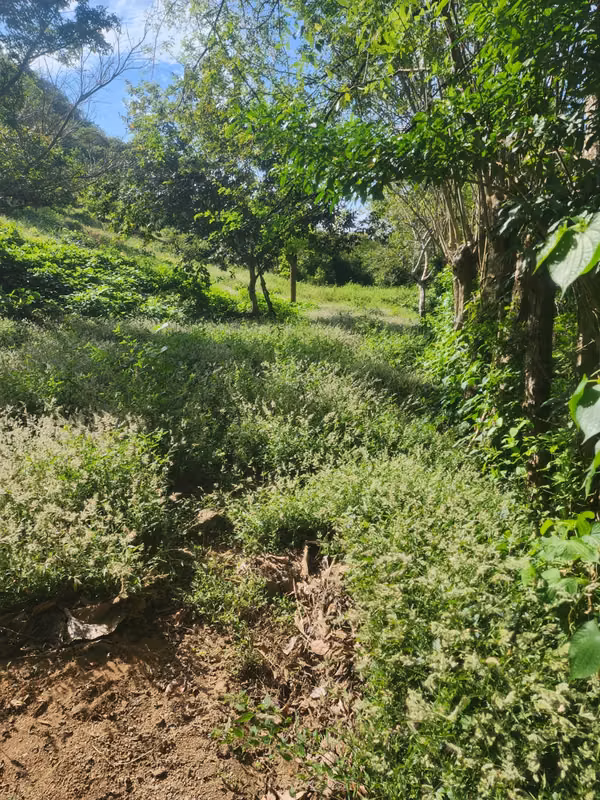 VENDO FINCA EN LOS RINCONES, CORREGIMIENTO DEL CRISTO EN AGUADULCE