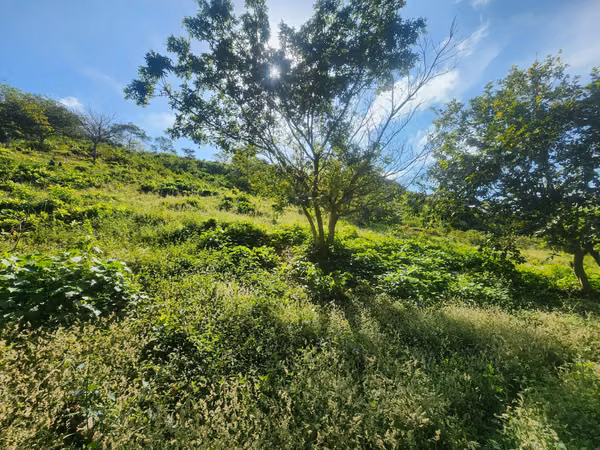 VENDO FINCA EN LOS RINCONES, CORREGIMIENTO DEL CRISTO EN AGUADULCE