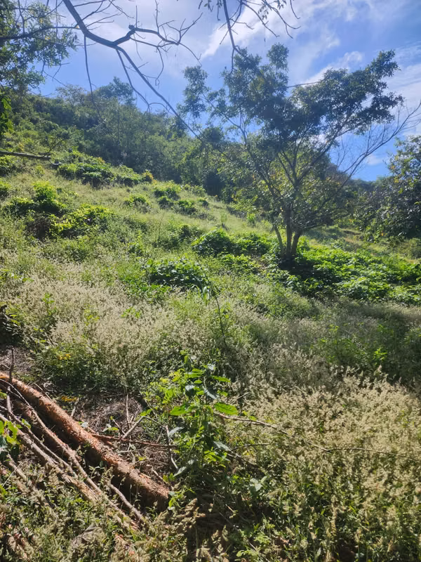 VENDO FINCA EN LOS RINCONES, CORREGIMIENTO DEL CRISTO EN AGUADULCE
