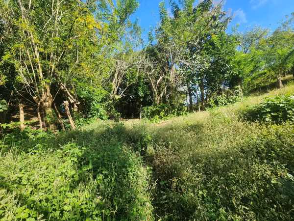 VENDO FINCA EN LOS RINCONES, CORREGIMIENTO DEL CRISTO EN AGUADULCE