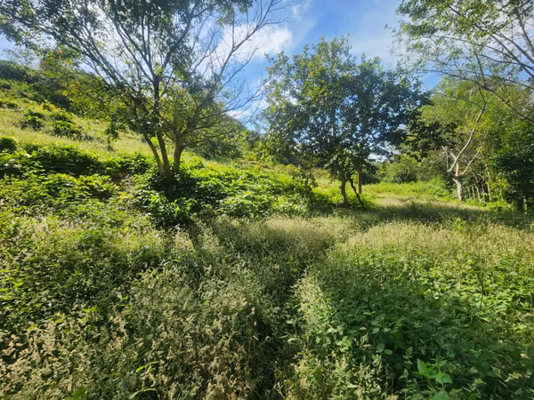 VENDO FINCA EN LOS RINCONES, CORREGIMIENTO DEL CRISTO EN AGUADULCE