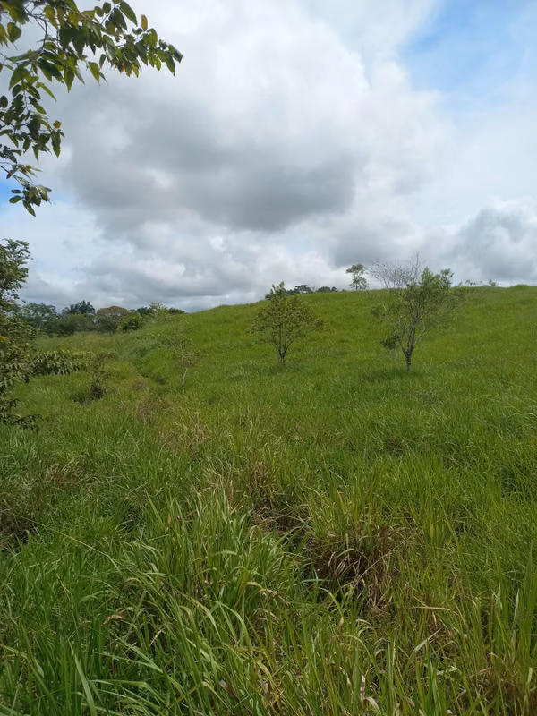 For sale: 270.6 ha – segregations possible – $7,500/ha – negotiable – Metetí, Darién.