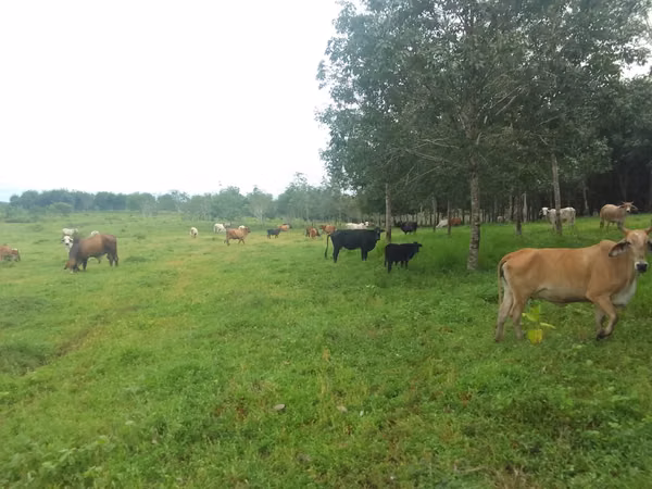 For sale: 270.6 ha – segregations possible – $7,500/ha – negotiable – Metetí, Darién.