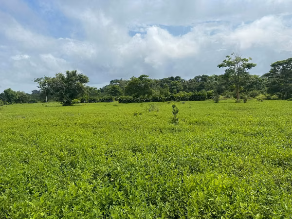 Agricultural & Cattle Land for Sale in Darién – 21 Hectares
