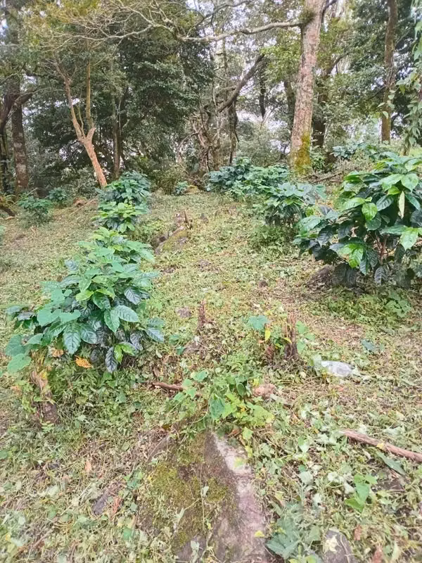FINCA CAFETALERA BOQUETE ALTO JARAMILLO/ VIA LA INDIA