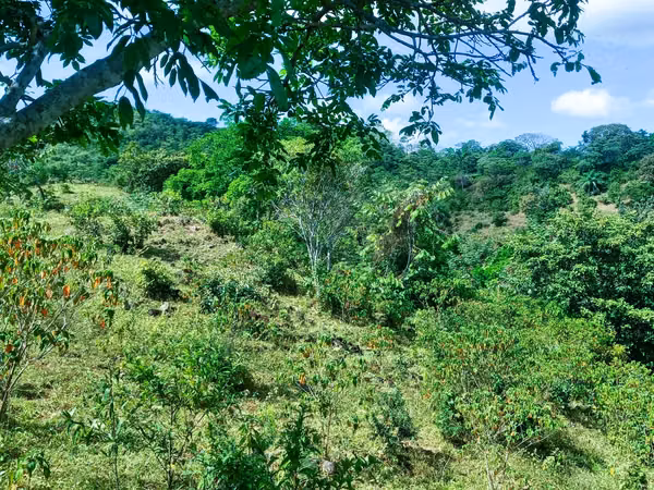 VENDO HERMOSA FINCA EN CALOBRE DE 55 HECTÁREAS EN CALOBRE