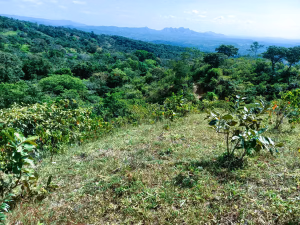 VENDO HERMOSA FINCA EN CALOBRE DE 55 HECTÁREAS EN CALOBRE