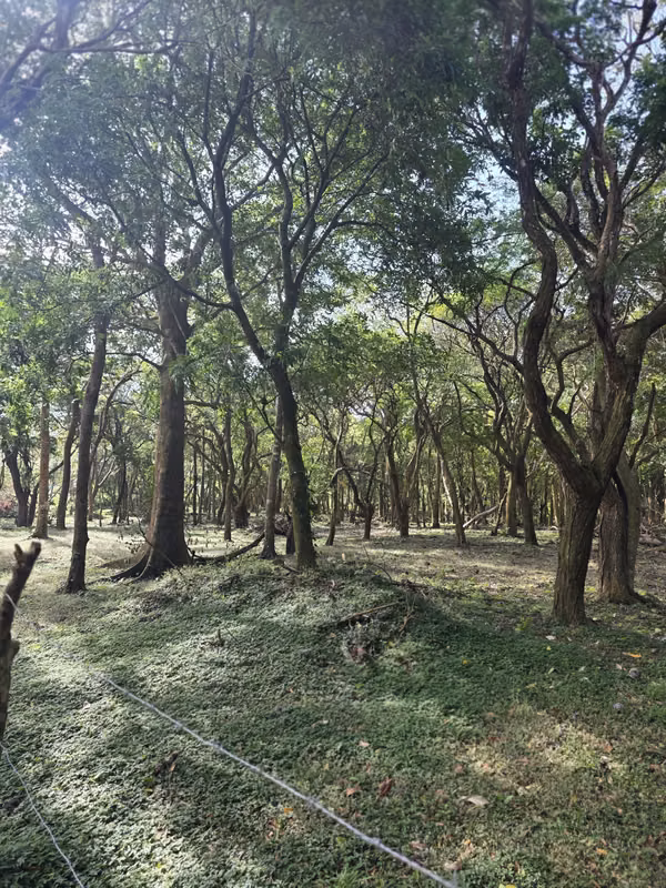 Lots for Sale in El Valle
