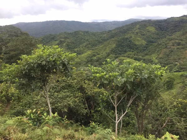 Venta de Finca en Veraguas, Soná, Cativé, 526 hectáreas
