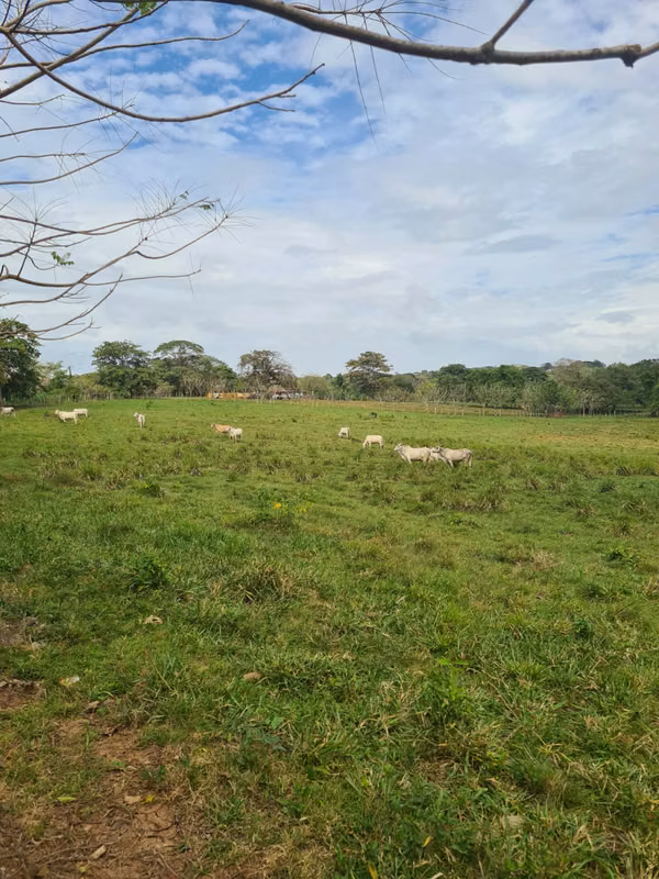 6 has para Industria o Galeras en La Chorrera
