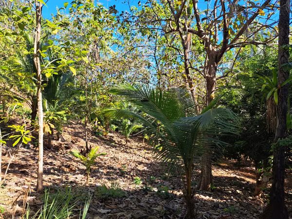 10-hectare island in the Gulf of Chiriquí