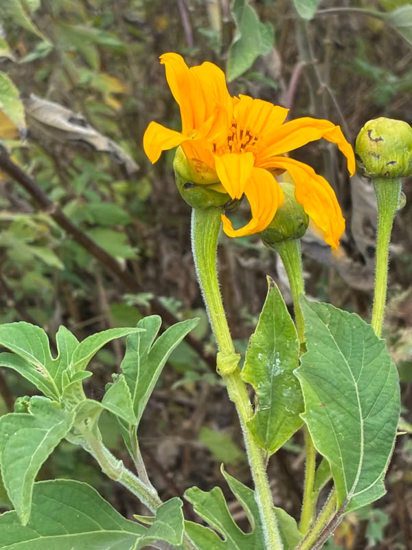 Land for Sale in Palmira Arriba, Boquete | 5,000 m² | Mountain Views | $128,000