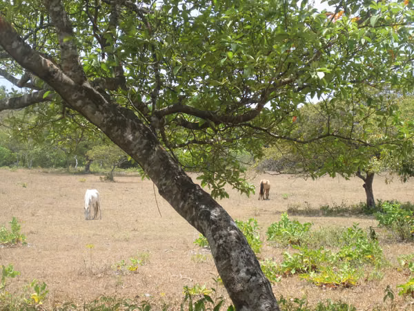 SOLD FLAT GROUND ON THE CHIRU
