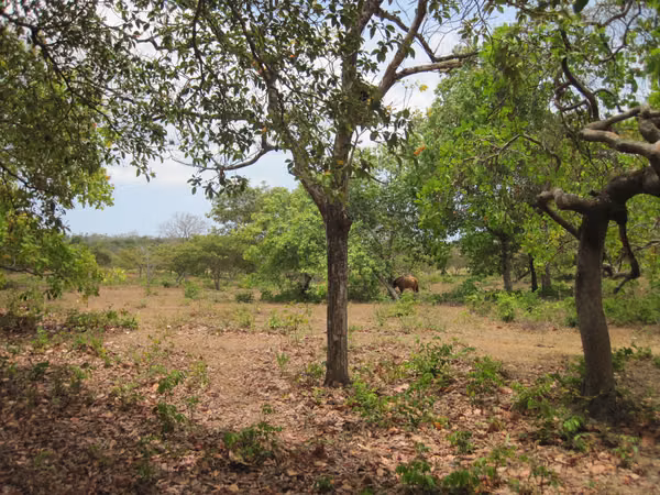 SOLD FLAT GROUND ON THE CHIRU