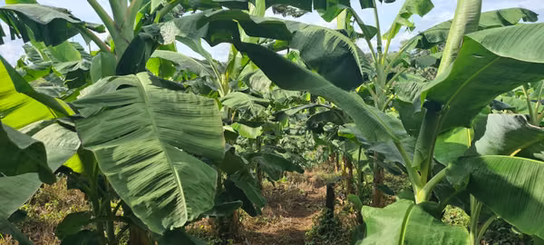 Se vende Finca 15.5hts en Cañazas de Capira