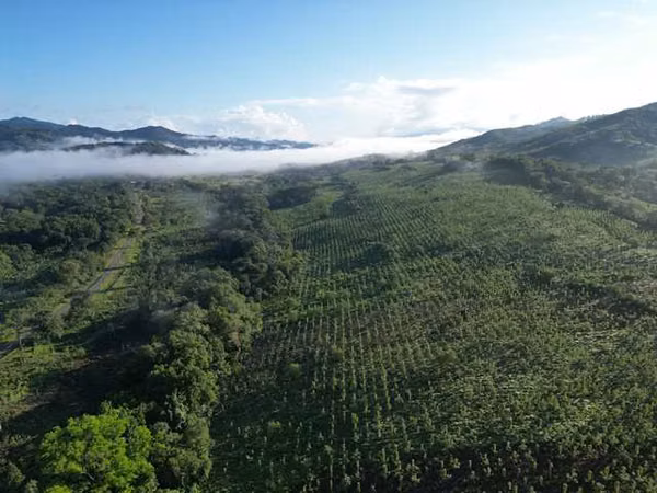 Terreno en Venta en Colón, San juan, Sector Sardinilla. 111.36 hectáreas. SD