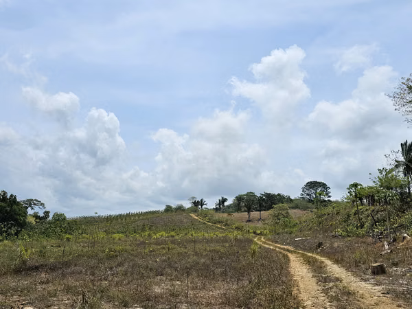Terreno en Venta en Colón, San juan, Sector Sardinilla. 111.36 hectáreas. SD