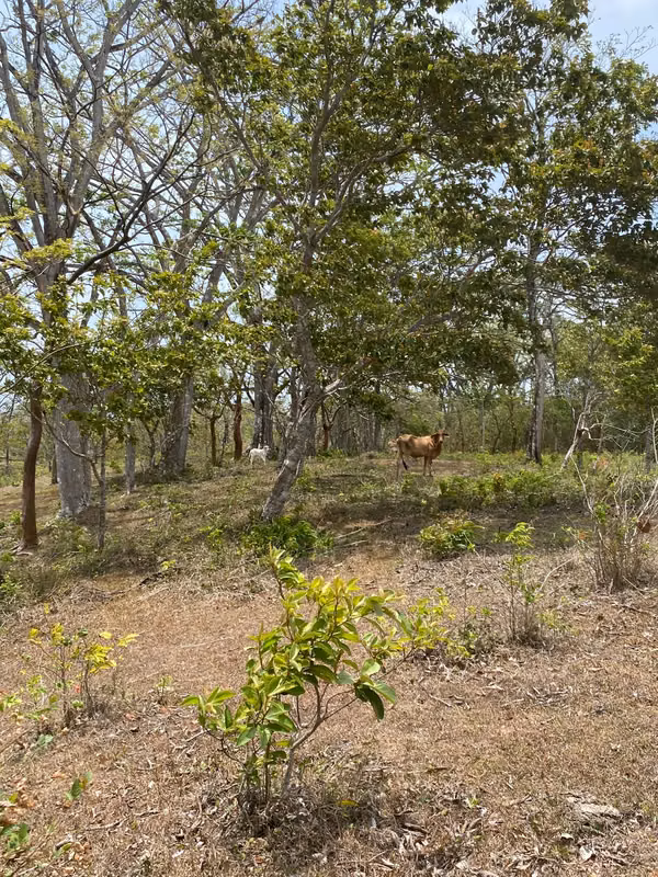 SALE OF FARM IN THE PLAIN SECTOR